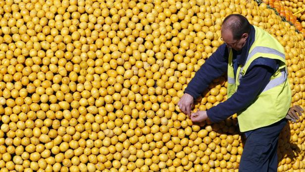 Ein Mann in Arbeitskleidung arrangiert Zitronen für eine Zitronenskulptur.