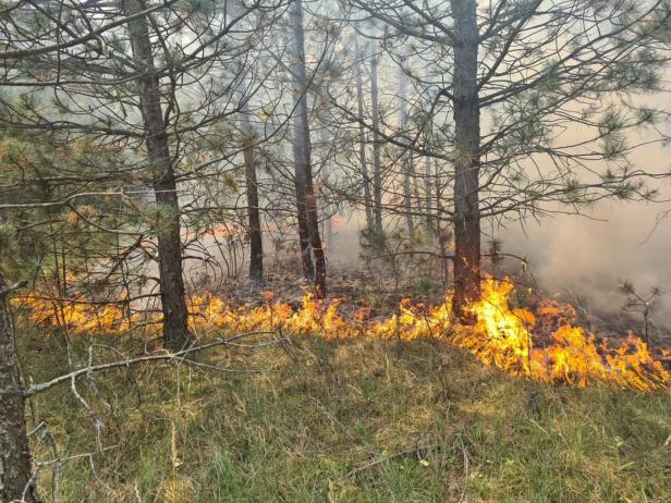 Waldbrand in Niederösterreich unter Kontrolle