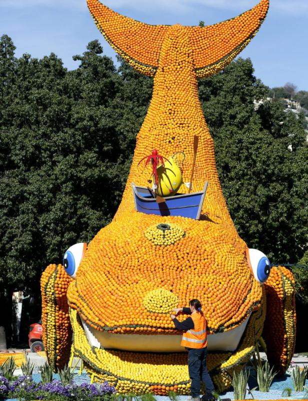Eine riesige Skulptur in Form eines Fisches, hergestellt aus Orangen und Zitronen, wird von einer Person gewartet.