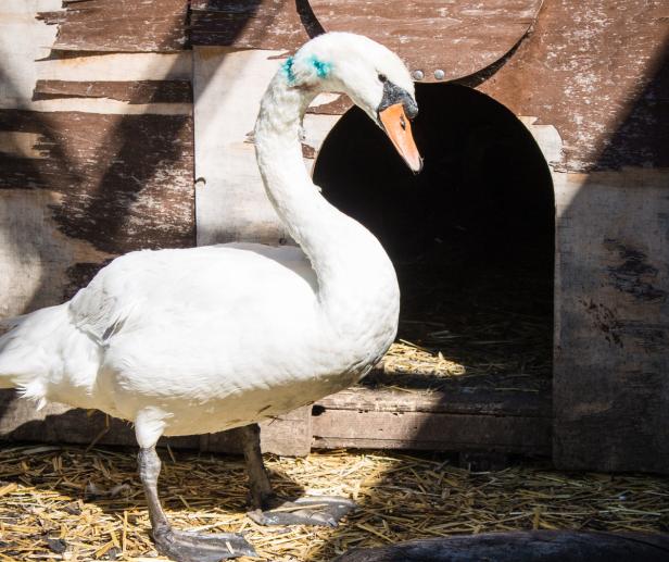 Ein weißer Schwan steht vor einem kleinen Holzhaus.