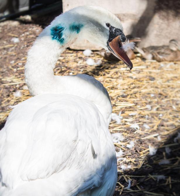 Ein weißer Schwan mit einer blauen Markierung am Hals steht im Stroh.