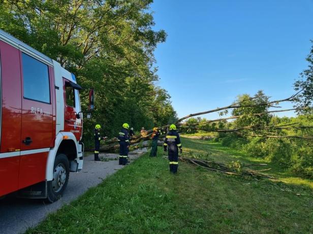 Große Gefahr am Radweg: 20 Meter hohe Esche stürzte in St. Pölten um