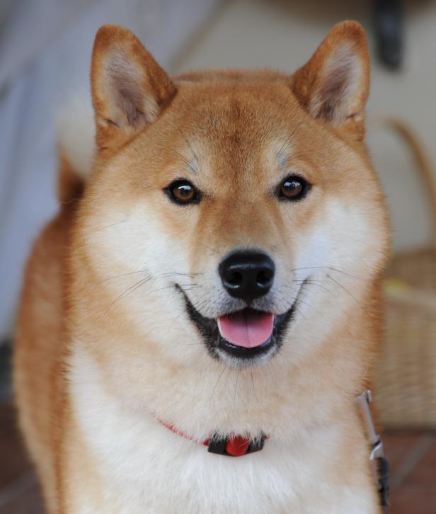 Ein lächelnder Shiba Inu mit rotem Halsband blickt in die Kamera.
