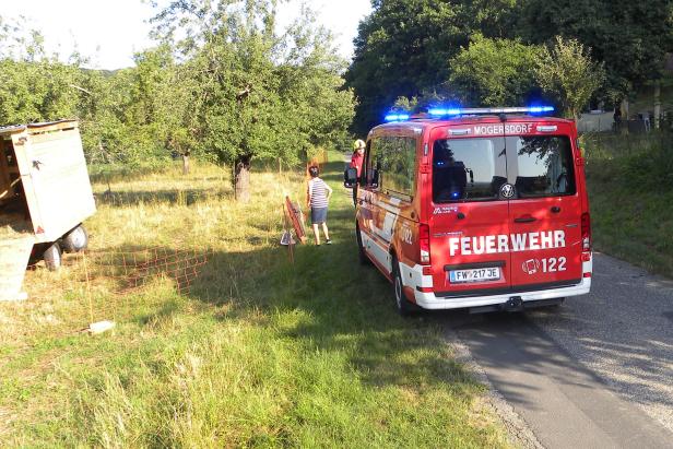 Schaf verfing sich in Elektrozaun und bekam zig Stromschläge