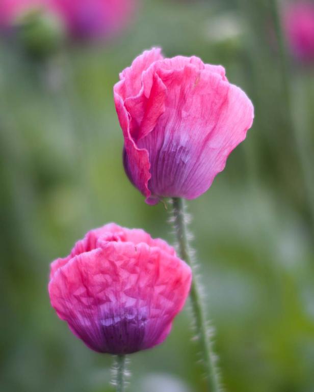 Blüte Waldviertler Graumohn