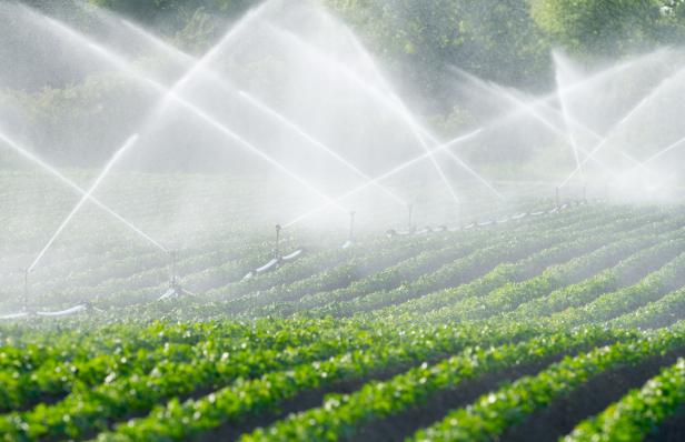 Trockenheit beschert Burgenlands Bauern dürre Bilanz