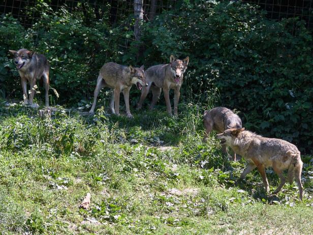 Wolfsrudel im Tierpark Buchenberg