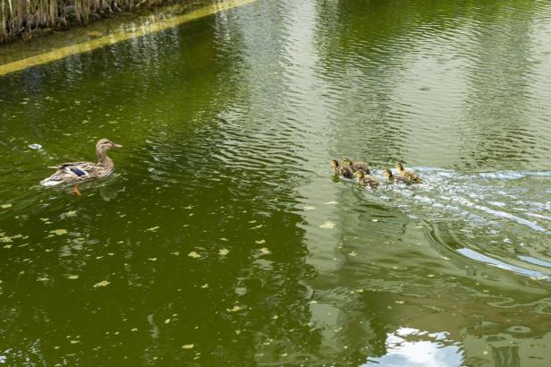 Kremser Feuerwehr rettete sechsköpfige Entenfamilie