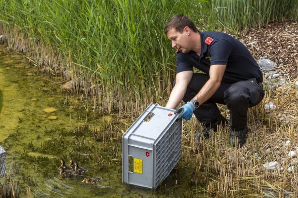 Kremser Feuerwehr rettete sechsköpfige Entenfamilie