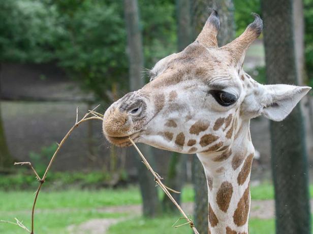Giraffe im Zoo Schmiding