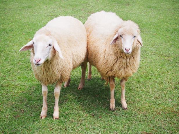 Tierische Mitbewohner: Huhn, Schwein, Ziege oder Schaf im Garten