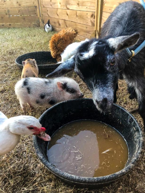 Tierische Mitbewohner: Huhn, Schwein, Ziege oder Schaf im Garten