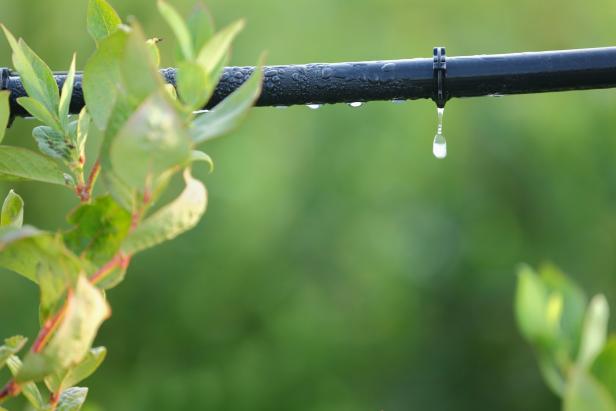 So überleben Pflanzen den Urlaub: Praktische Bewässerungssysteme