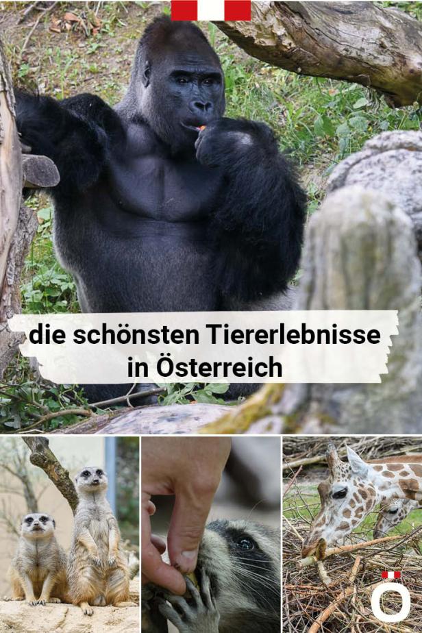 Tiererlebnisse in Österreich