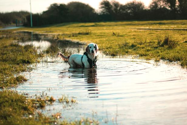 Die 6 tollsten Hundeparks und Hundezonen in Wien