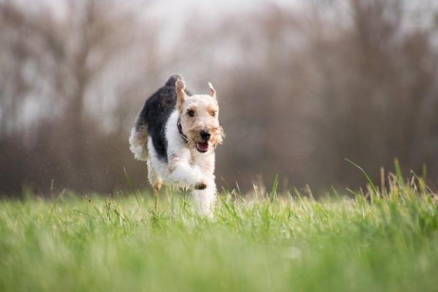 Die 6 tollsten Hundeparks und Hundezonen in Wien