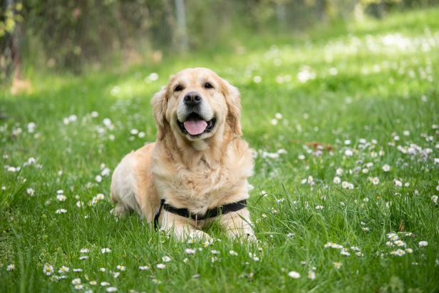 Die 6 tollsten Hundeparks und Hundezonen in Wien