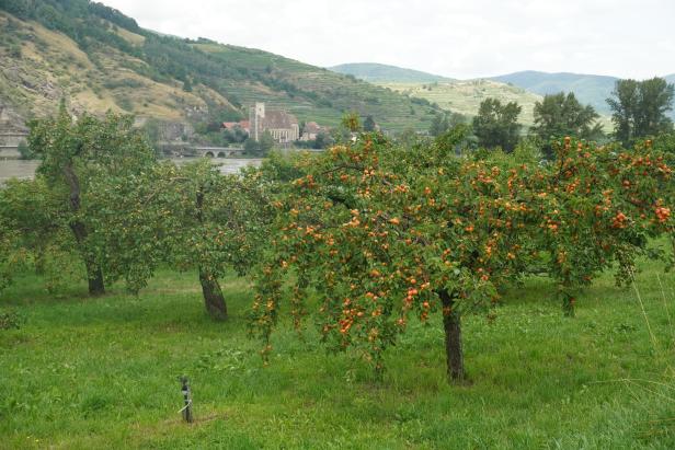 Alles Marille: die saftig süße Sommerfrucht