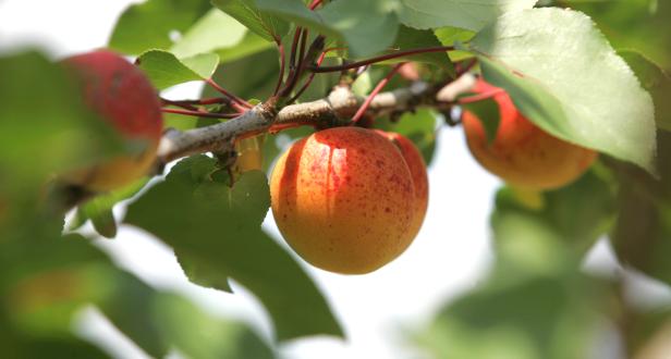 Alles Marille: die saftig süße Sommerfrucht