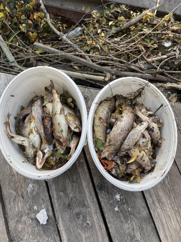 Tausende verendete Fische im Bezirk Wiener Neustadt: Polizei ermittelt