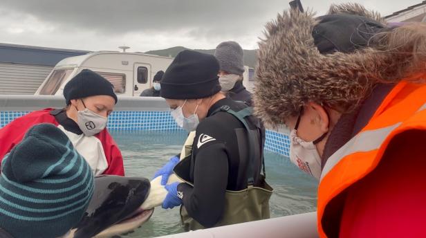 People help to feed Toa, the baby orca, at a pool in Pilmerton