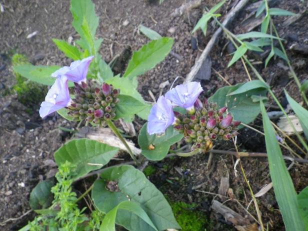 Darum haben Sie diese Blüte sicher noch nie gesehen