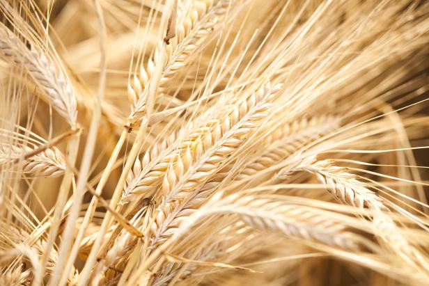 Barley Barley