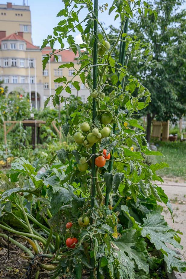 Tomaten am Stab gezogen