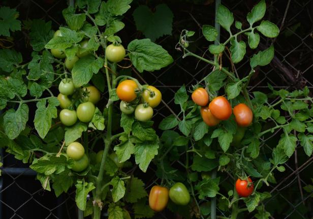 Vom Paradiesapfel zum Lieblingsgemüse – Tomaten