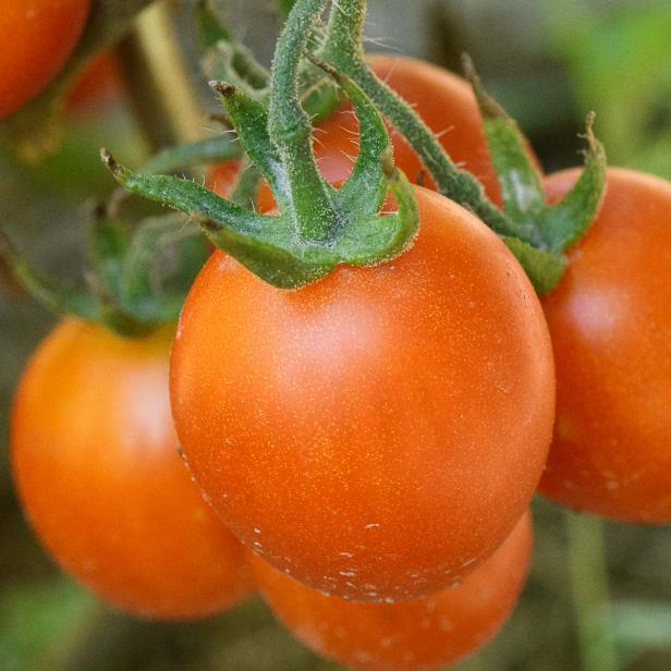 Sollbruchstelle bei Paradeisern / Tomaten