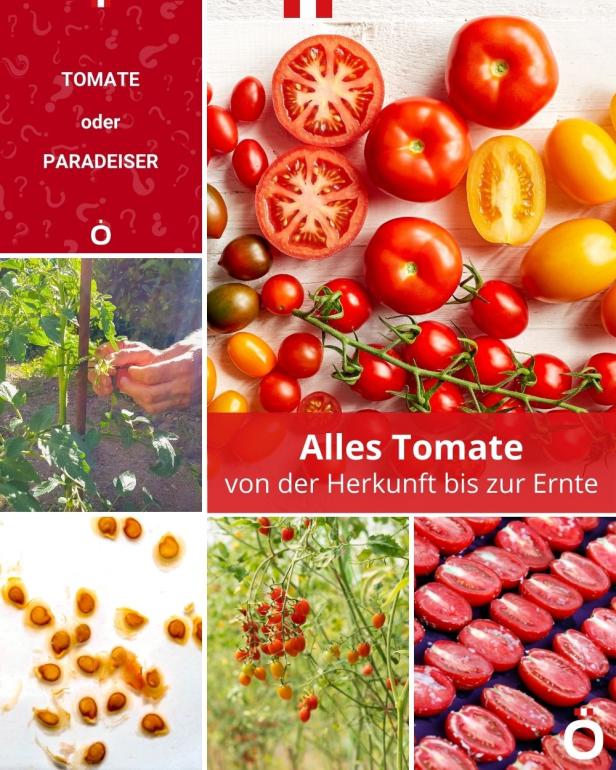 Alles Tomate