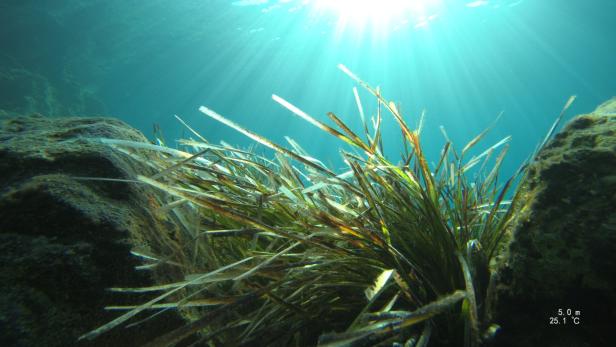 Zeit für Genesung: Was Meeresschutz bewirken kann