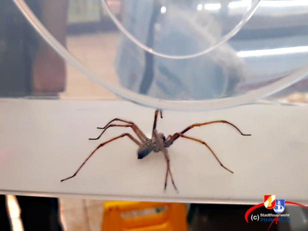 Aufregung um große Spinne: Supermarkt wurde gesperrt