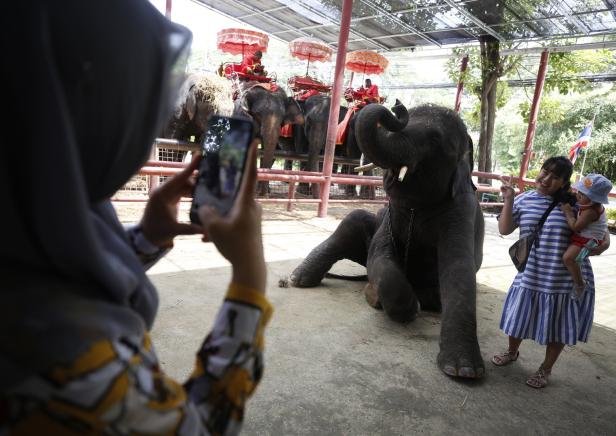 Welttag des Elefanten: Zahl der Tiere sinkt weiterhin drastisch