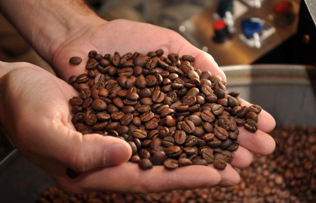 Eine Handvoll gerösteter Kaffeebohnen wird präsentiert.