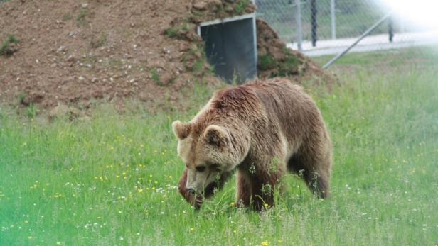 Aris Glück: Wiese unter den Tatzen