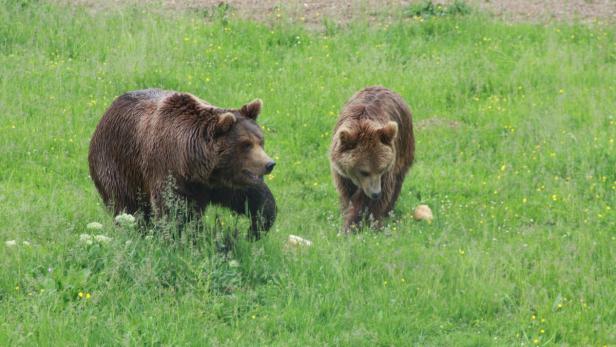 Aris Glück: Wiese unter den Tatzen