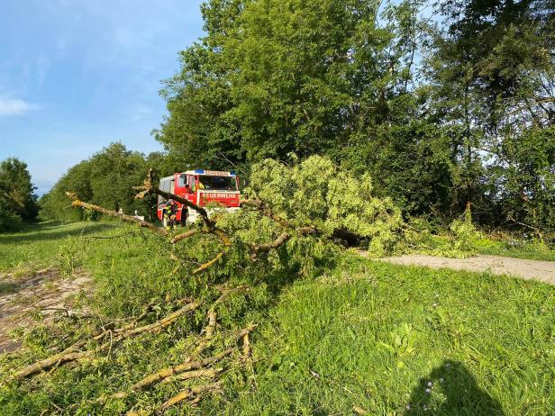 Sturmschaden: Baum versperrt Traisentalradweg