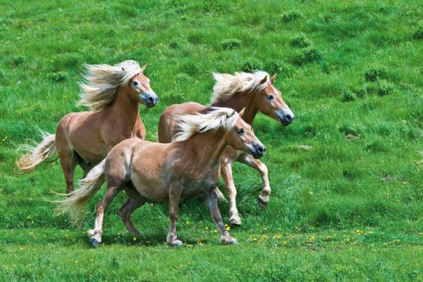 Drei hellbraune Pferde galoppieren über eine grüne Wiese.