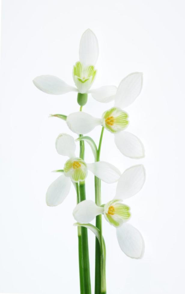 Mehrere blühende Schneeglöckchen vor einem weißen Hintergrund.