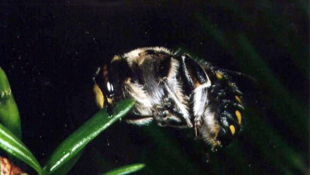 Eine gestreifte Biene ruht auf einem grünen Blatt.