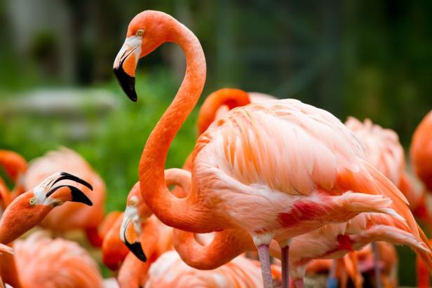 Eine Gruppe von rosa Flamingos steht zusammen.