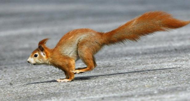 Ein Eichhörnchen rennt über eine graue Oberfläche.