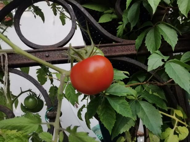 Rot vor Neid:  Die schönsten Tomaten