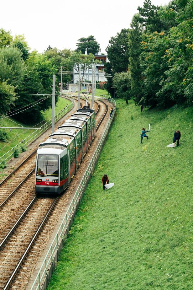 Ungeahnte Artenvielfalt entlang von Wiener U-Bahn-Trassen und Bim-Gleisen