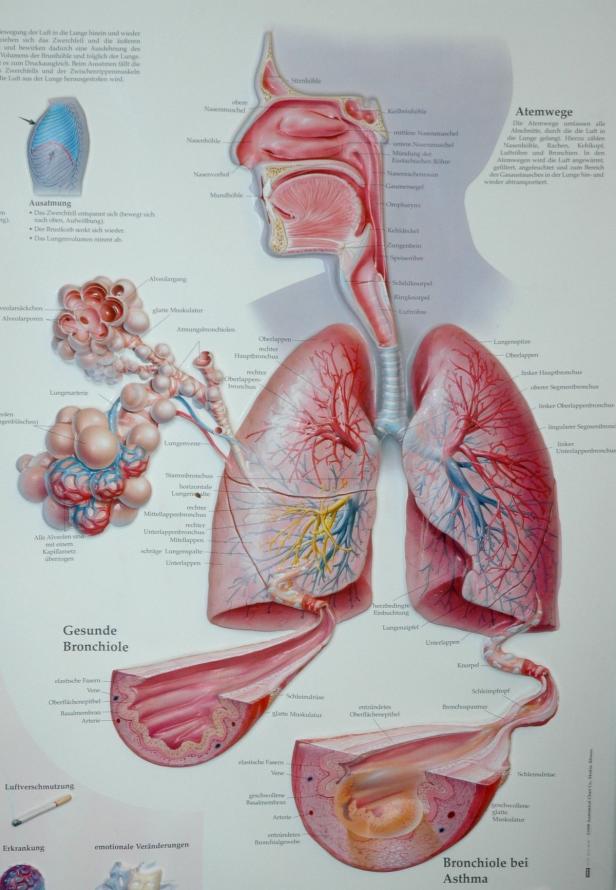 Eine detaillierte Darstellung der menschlichen Atemwege, von der Nase bis zu den Bronchiolen.
