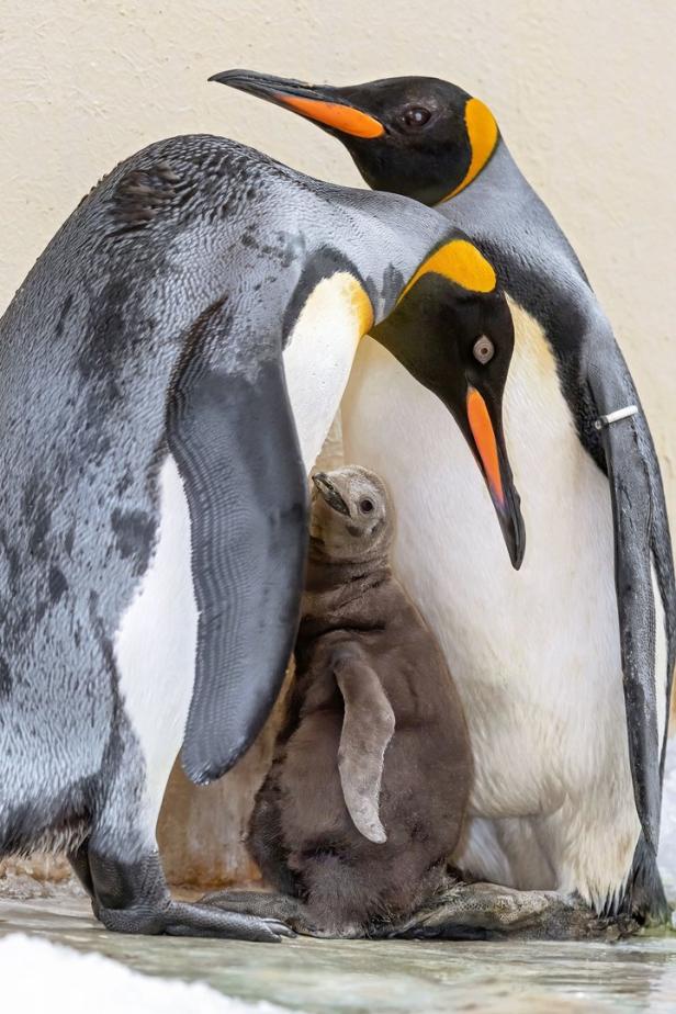 Mit dem Baby in der Bauchfalte: Nachwuchs bei Königspinguinen
