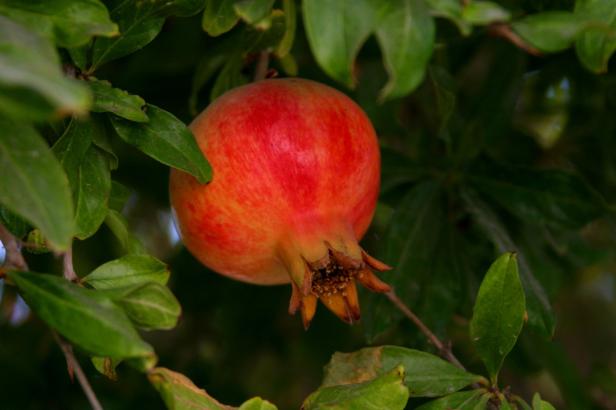 Granatapfel: Mehr als ein Liebessymbol