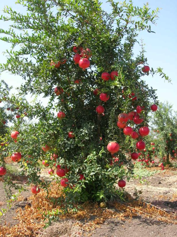 Granatapfel: Mehr als ein Liebessymbol