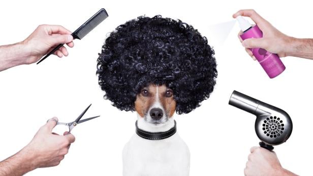 Ein Hund mit Afro-Perücke wird von Friseuren mit Kamm, Schere, Haarspray und Fön frisiert.